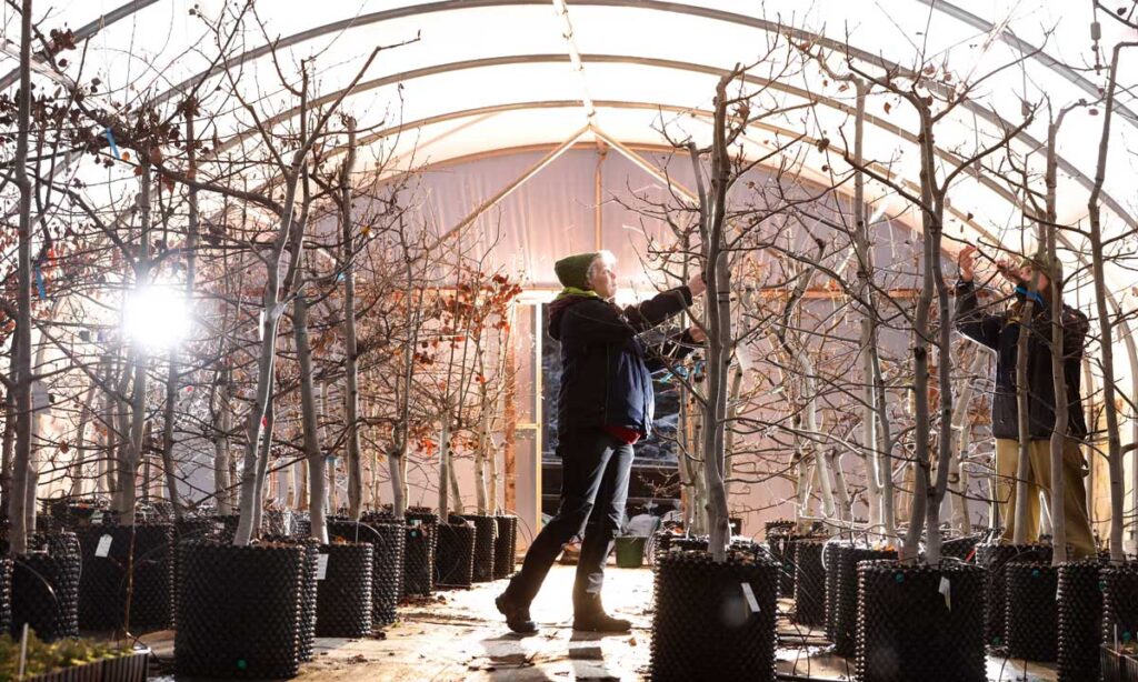 tree nursery managers tend to Aspen trees