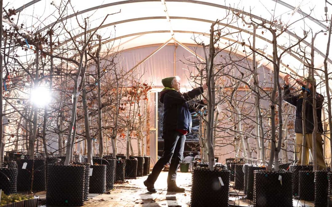 Stressed out trees helping charities restore valuable aspen forests | Trees and forests | The Guardian