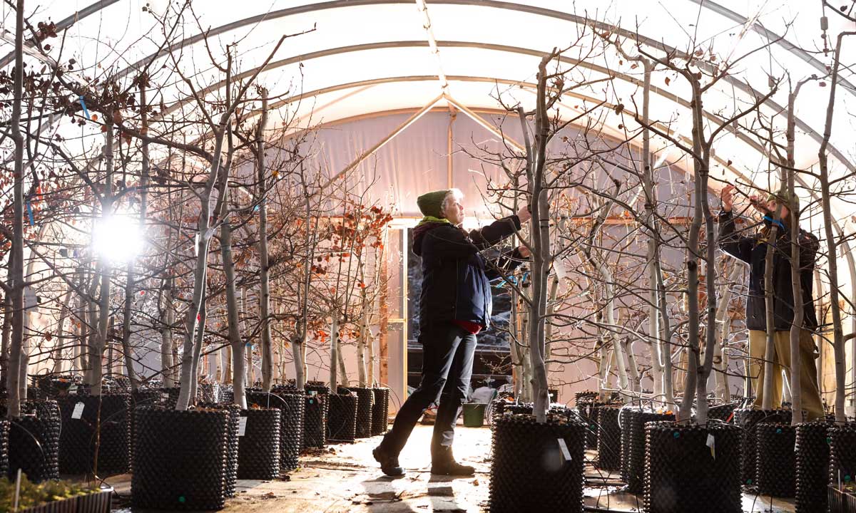 tree nursery managers tend to Aspen trees