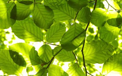 Spotlight On Beech Trees | Turf Magazine
