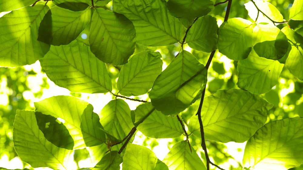 | Bogan Tree Service beech tree