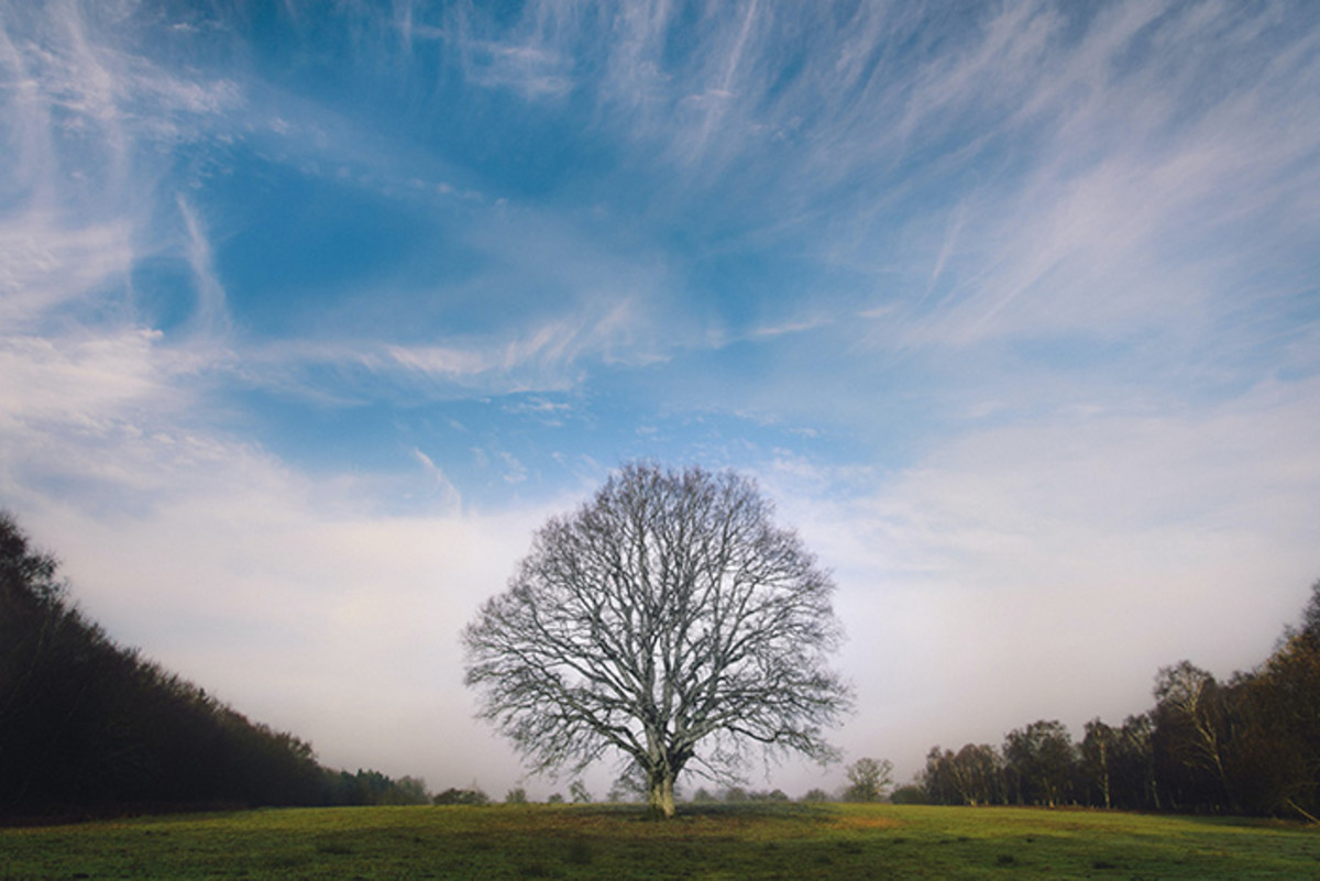 winter trees