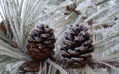 10 Outdoor Winter Activities for Preschoolers – Project Learning Tree