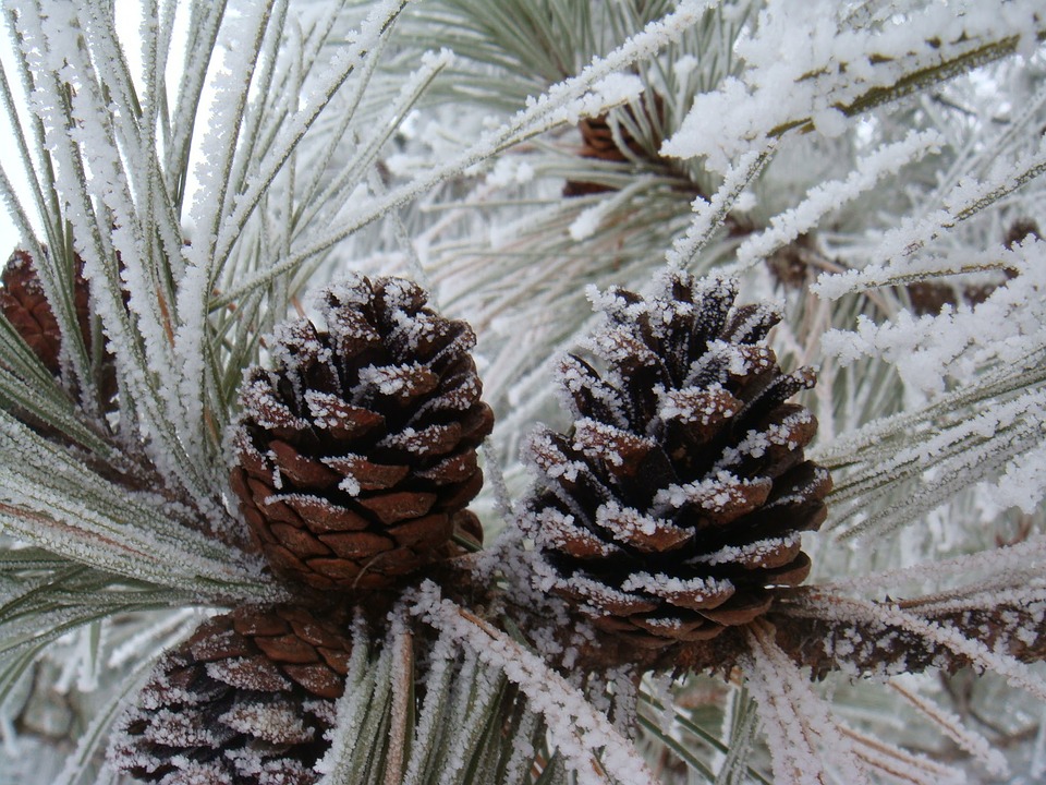 pinecones