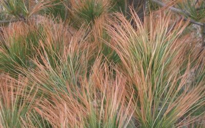 Winter Protection For Trees and Ornamentals | Turf Magazine