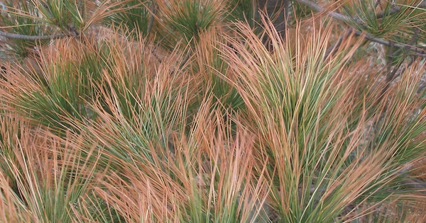 White Pines are prone to desiccation and needle browning.