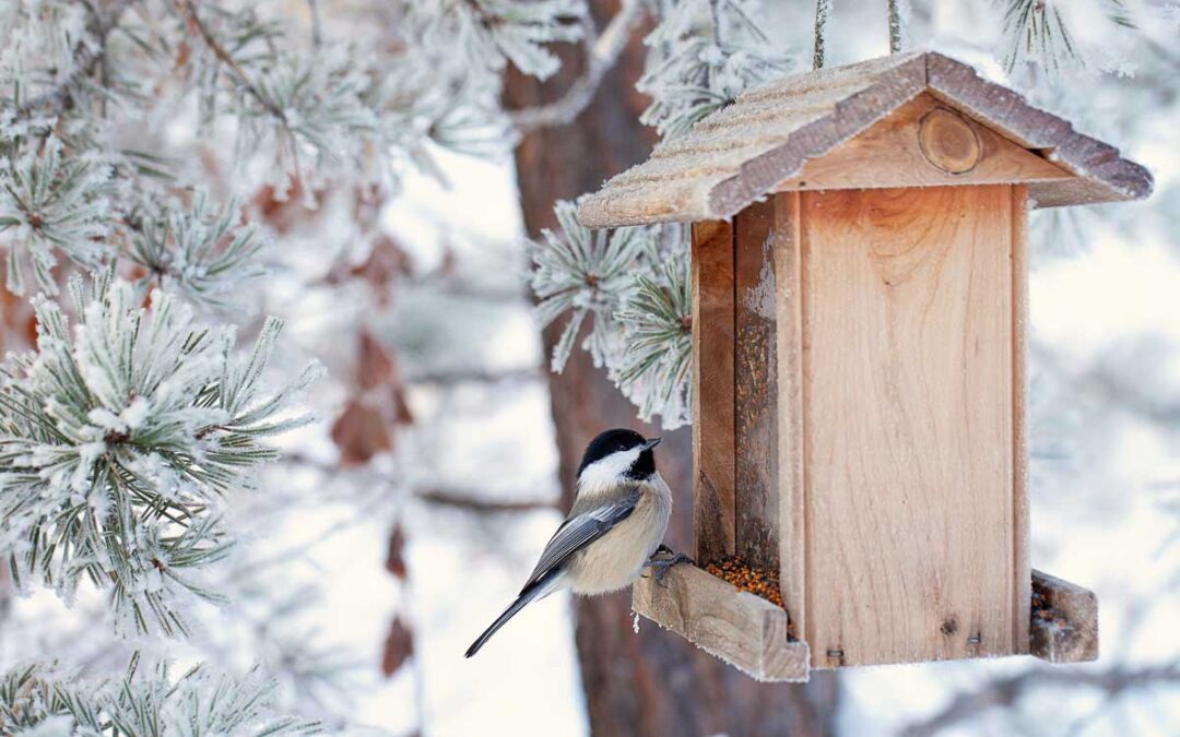 5 Ways to Make Your Backyard a Bird Haven This Winter | Better Homes & Gardens