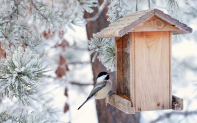 5 Ways to Make Your Backyard a Bird Haven This Winter | Better Homes & Gardens