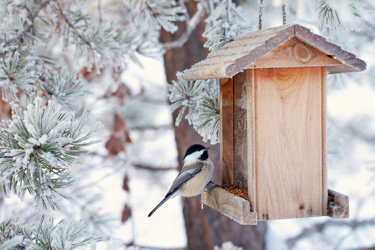 chickadee on bird feeder in trees in winter