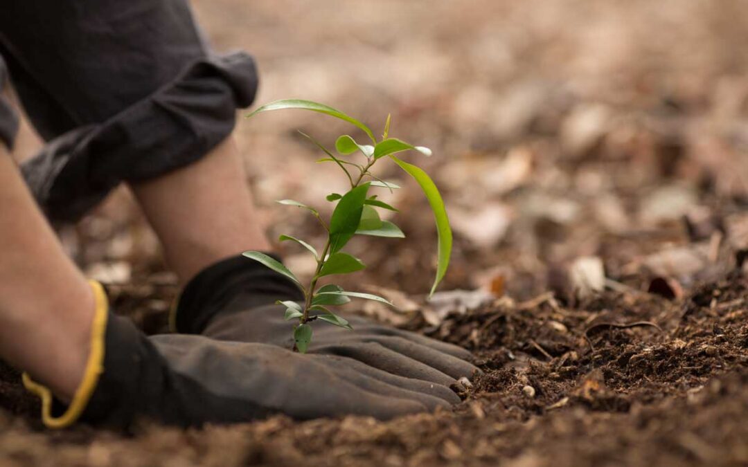 Tree Care Watering | Arbor Day Foundation