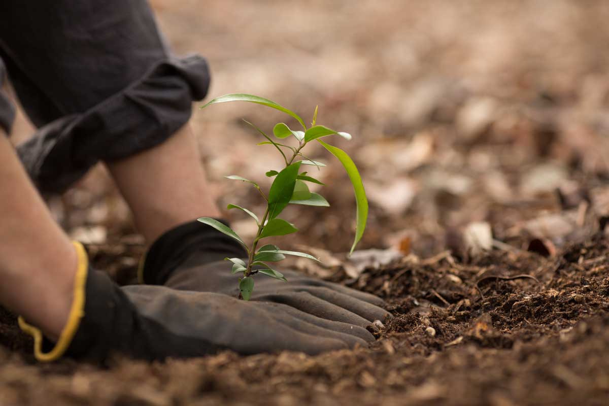 planting seedling