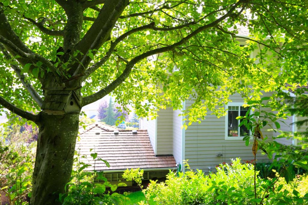 backyard trees