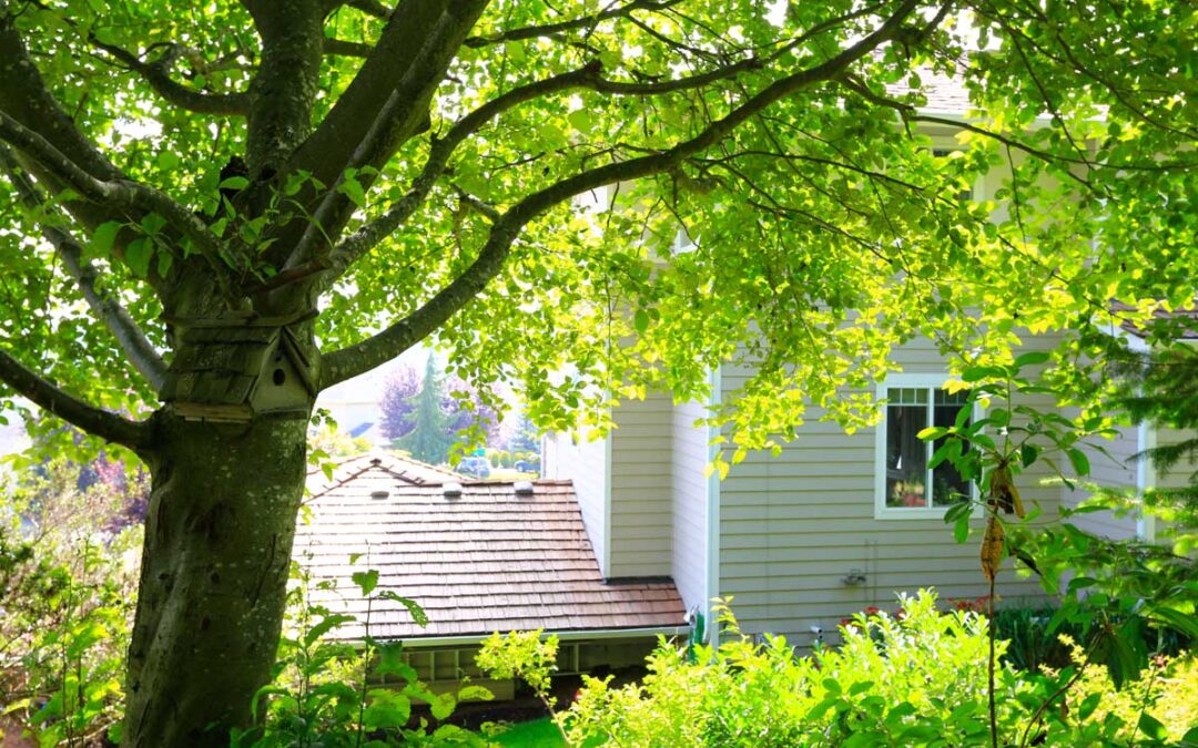 Tree Care & Maintenance | Arbor Day Foundation