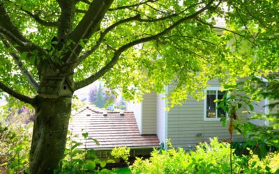 Tree Care & Maintenance | Arbor Day Foundation