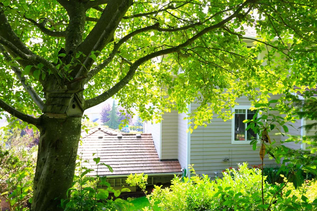 | Bogan Tree Service backyard trees