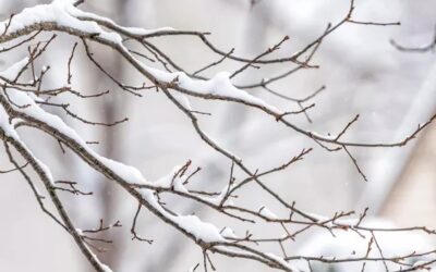 Pruning | Arbor Day Foundation