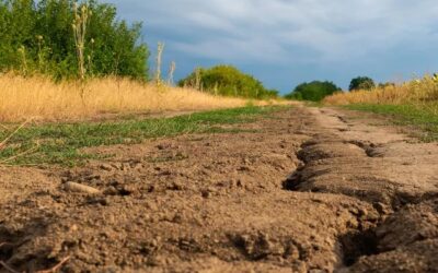 Tree Health Issues | Arbor Day Foundation
