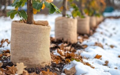 Protecting Plants From Winter Stress: Turf Quiz Of The Week | Turf Magazine
