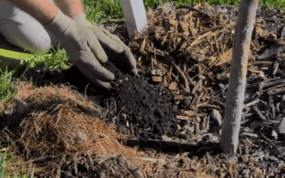 Ask an Arborist: Why Do We Mulch? | Arbor Day Foundation