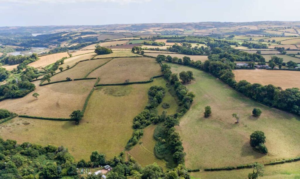 The native trees have been planted this winter at Devon Wildlife Trust’s Bowden Pillars site.