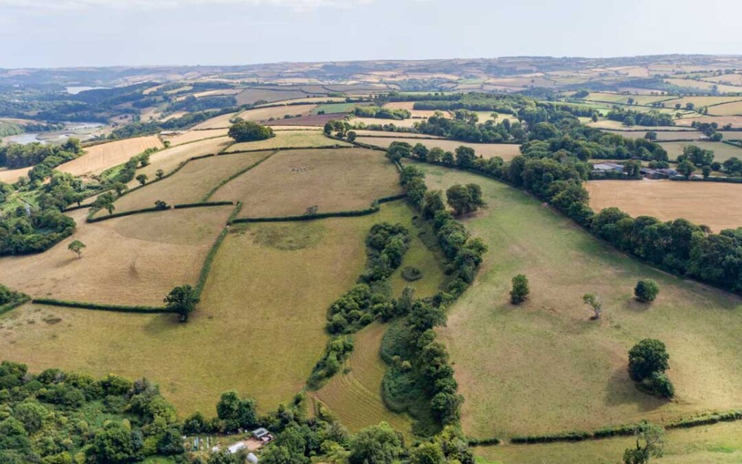 Thousands of trees planted in Devon to start creation of Celtic rainforest | The Guardian