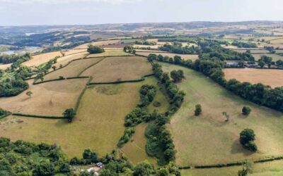 Thousands of trees planted in Devon to start creation of Celtic rainforest | The Guardian