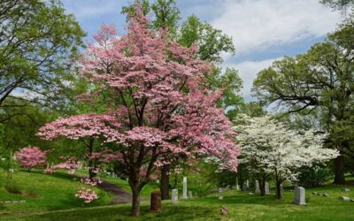 10 Types of Dogwood Trees Every DIY Landscaper Should Know | Bob Vila