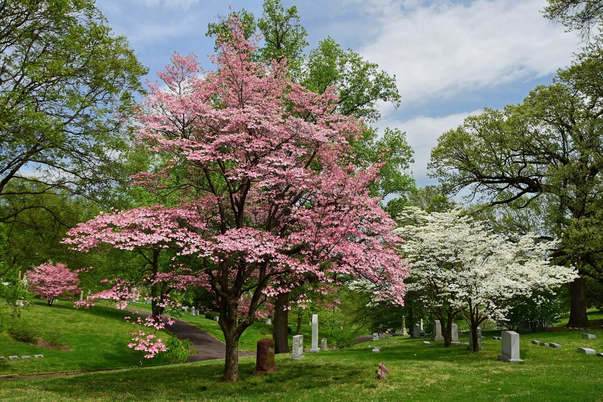 dogwood trees