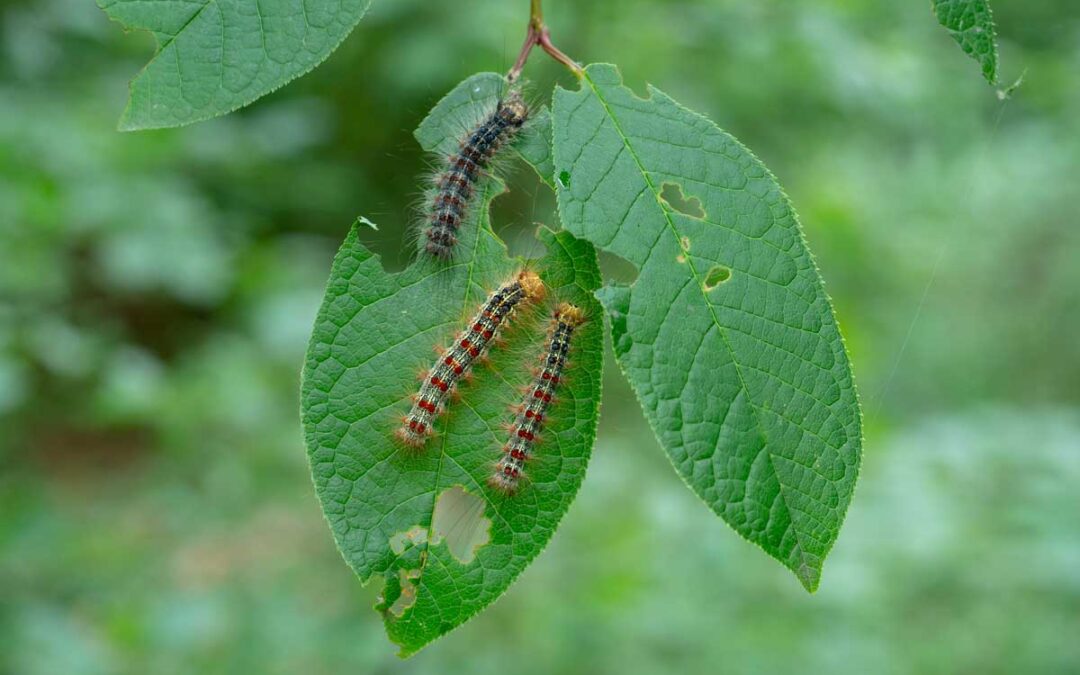 How to Get Rid of Caterpillars : 4 Natural, Effective Methods | Bob Vila