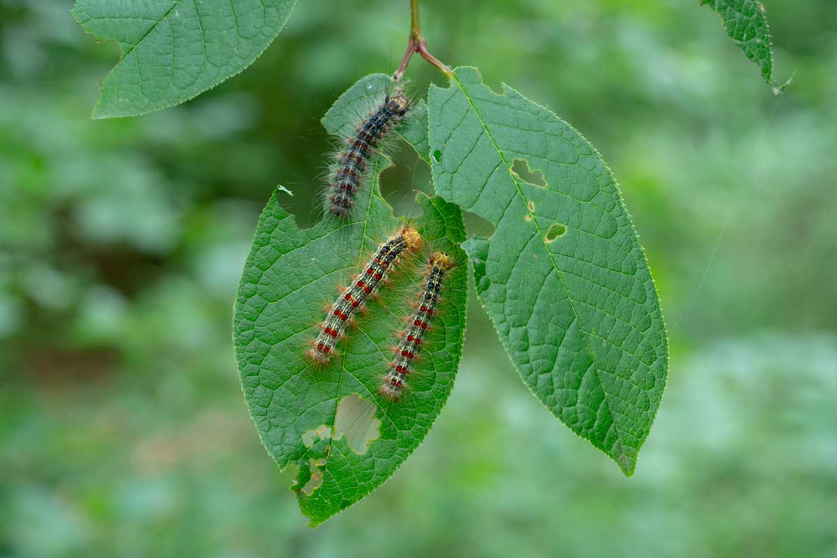 gypsy moth caterpillars