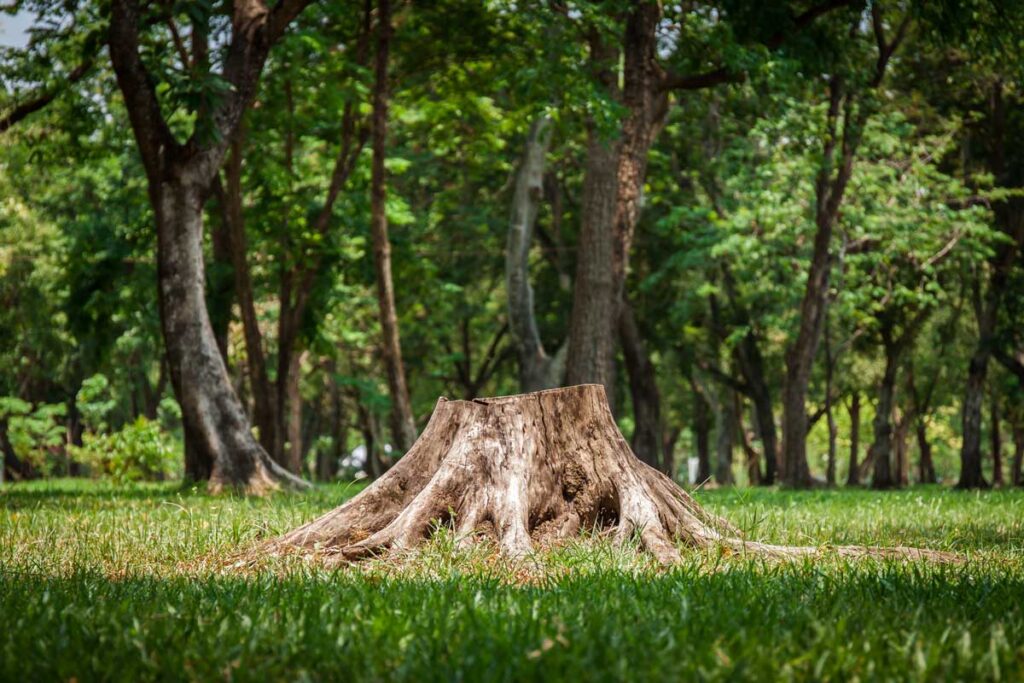 stump with roots
