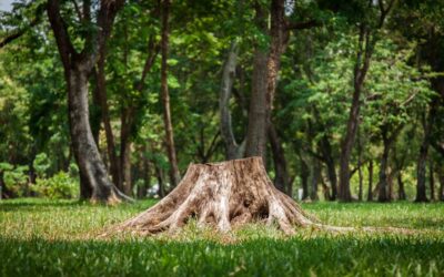 How to Kill Tree Roots Naturally | Bob Vila