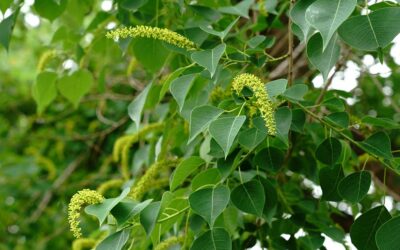 Introduced trees are becoming more common in the eastern United States, while native diversity declines | ScienceDaily