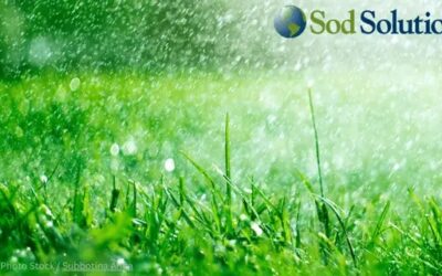 Smart Lawn Watering Tips From Sod Solutions | Turf Magazine