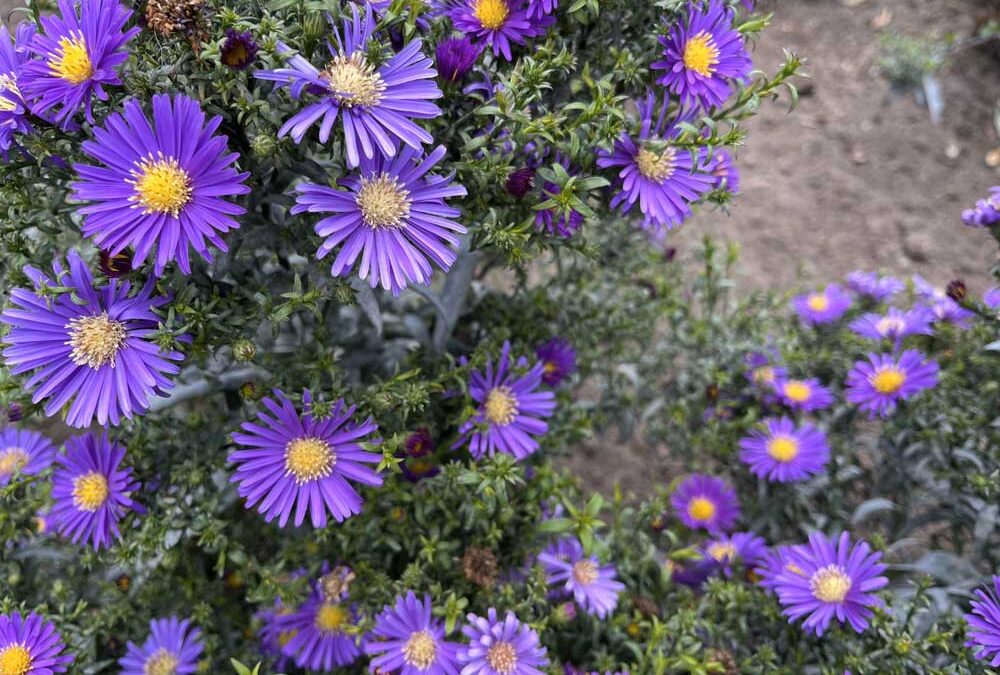 7 Plants You Should Divide in Spring to Fill Out Your Home Landscape | Bob Vila