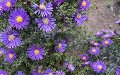 7 Plants You Should Divide in Spring to Fill Out Your Home Landscape | Bob Vila