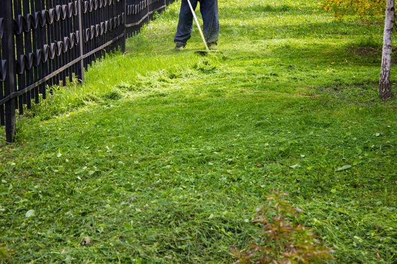 lawn