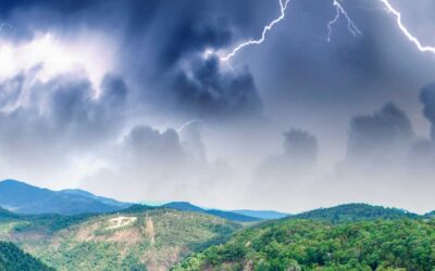 Tropical tree in Panama has evolved to kill its ‘enemies’ with lightning | Live Science