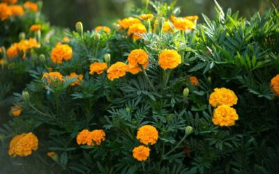 These Are the Best Flowers for Vegetable Gardens | Bob Vila