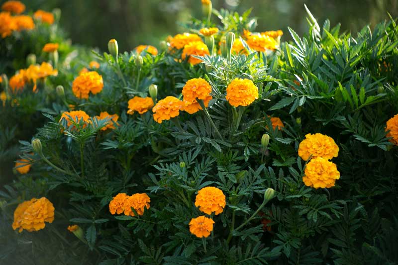 marigold