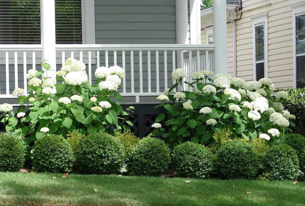 The Best Plants for Curb Appeal, According to Real Estate Pros | Bob Vila