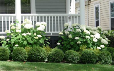 The Best Plants for Curb Appeal, According to Real Estate Pros | Bob Vila