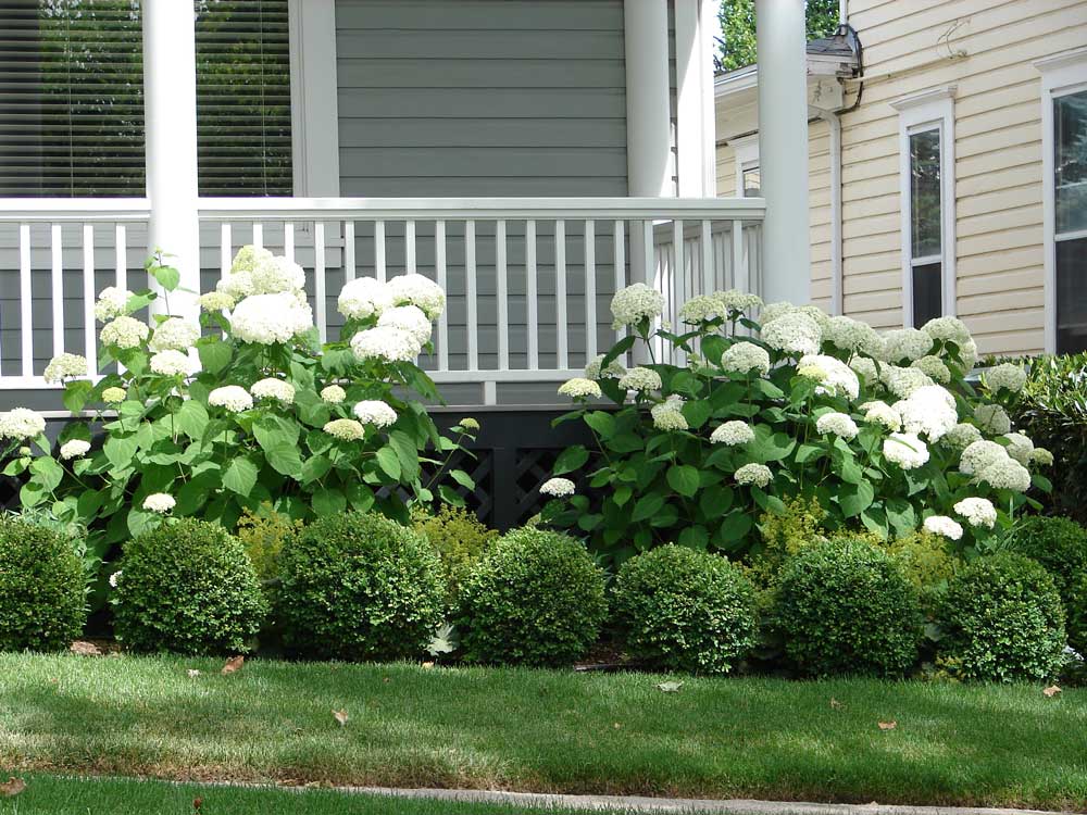 a hedge foundation planting of white hydrangeas