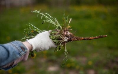 Tips for Pulling Weeds and Keeping Them Out of Your Yard | Bob Vila