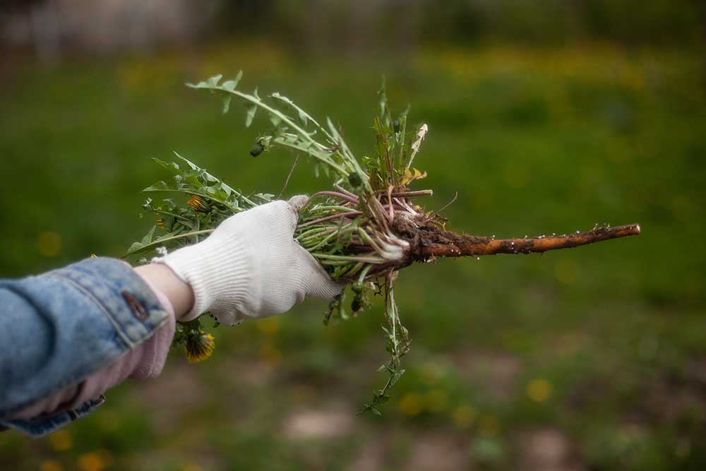 Uprooted weed plant in farmer's hand on field background. Cleaning a garden. Uprooted yellow dandelion plant with roots.