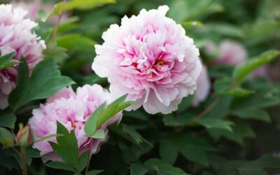 7 of the Longest Living Plants for Your Home Landscape | Bob Vila