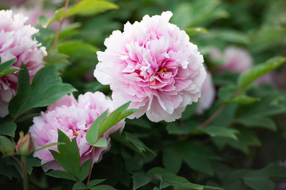 Peonies