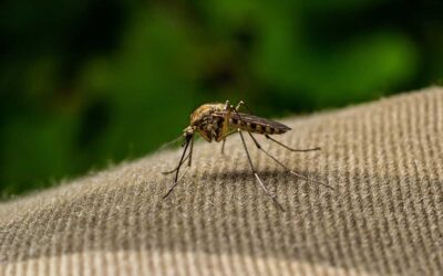 How to Get Rid of Mosquitoes—and Keep Them From Coming Back | Bob Vila