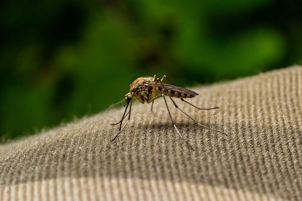 mosquito