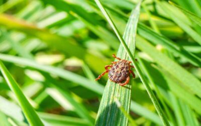 How to Get Rid of Ticks in the Yard – Bob Vila